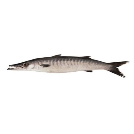 Black Barracuda (Kala Kund)