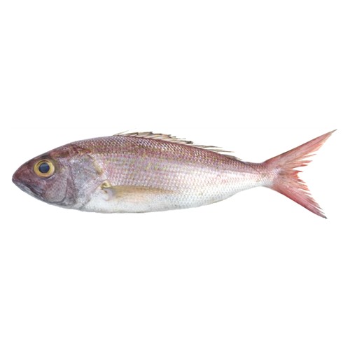 Salt Water Fresh Fish