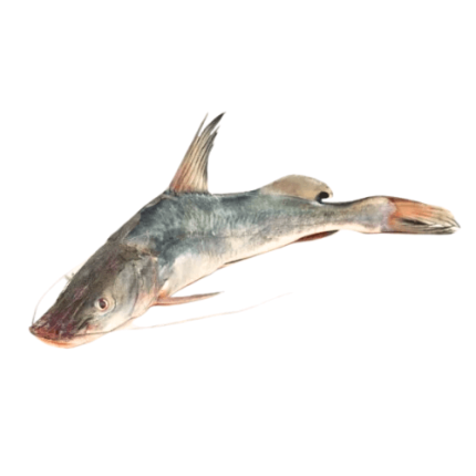 Fresh-Longwhiskered-Catfish-Singhara