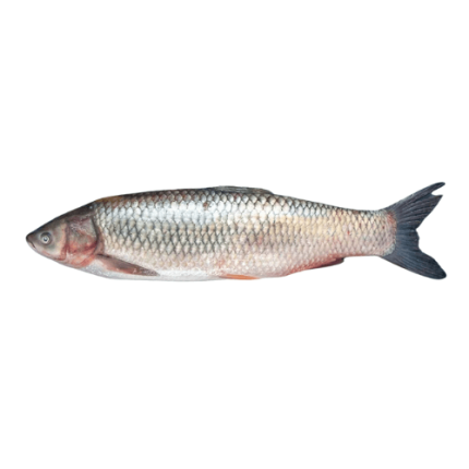 Fresh-Mrigal-Carp-Murathi-Fish