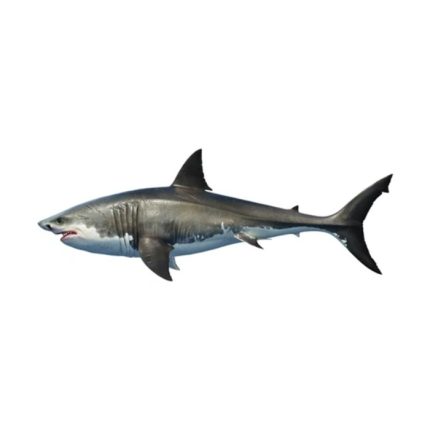Shark (Mangra)